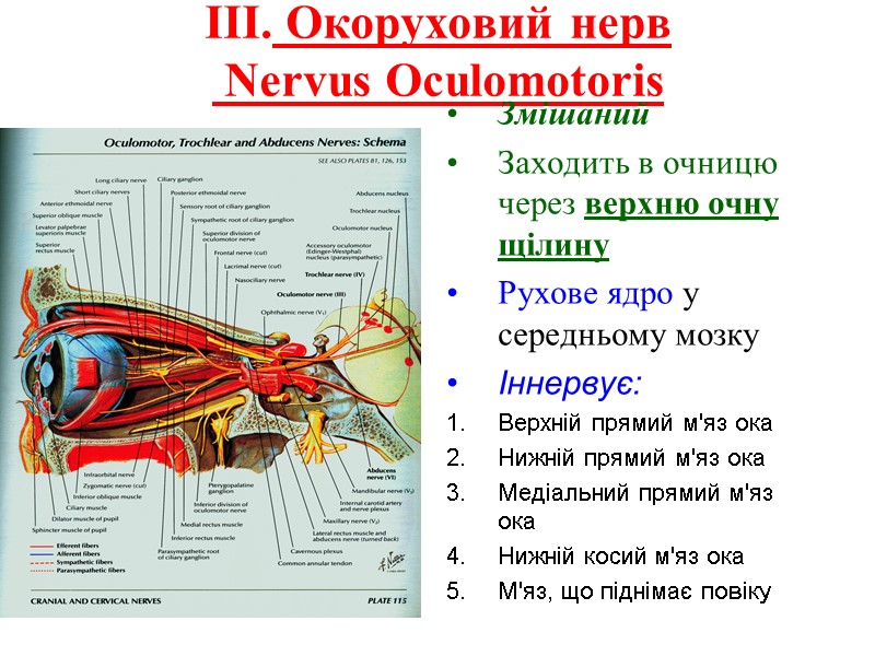 III. Окоруховий нерв  Nervus Oculomotoris Змішаний Заходить в очницю через верхню очну щілину